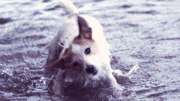rat terrier grooming