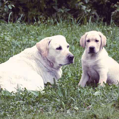 How to Be a ‘Green’ Dog Parent