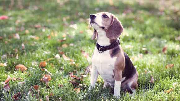 Beagle Training Tips