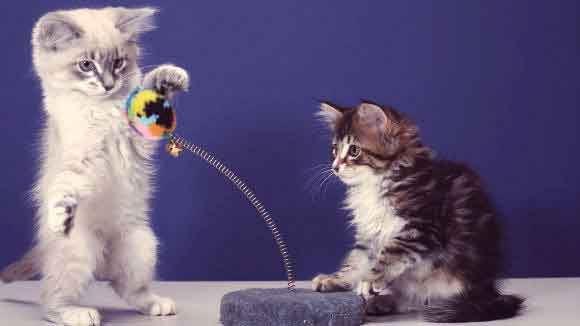 Two kittens playing with a springy toy