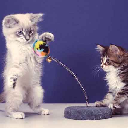 7 of Our Favorite Cat Toys A PCRX Pets Choice PetCareRx