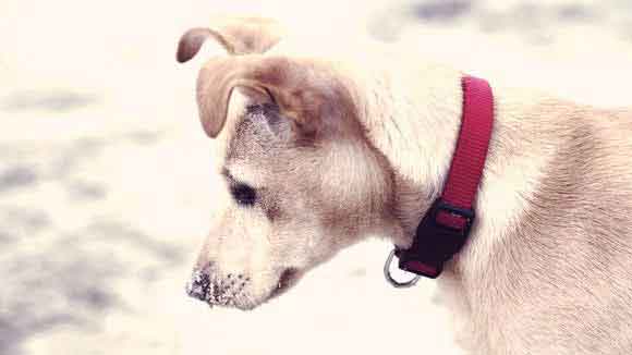 The Top 10 Best Dog Collars 