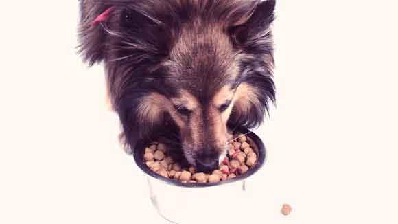 The Best Male Dog Nutrition