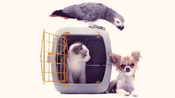 Best Pet Carriers for Traveling
