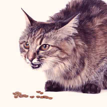 best food for cats with ibs