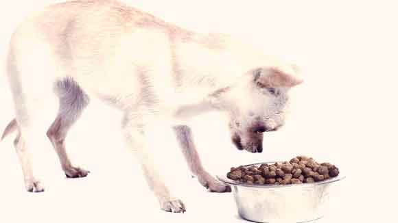What Is the Best Puppy Food for a Chihuahua