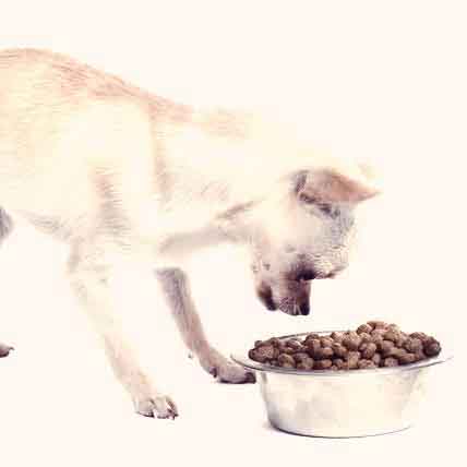 best dog food for my chihuahua