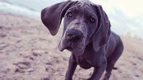 Great dane puppy at the beach