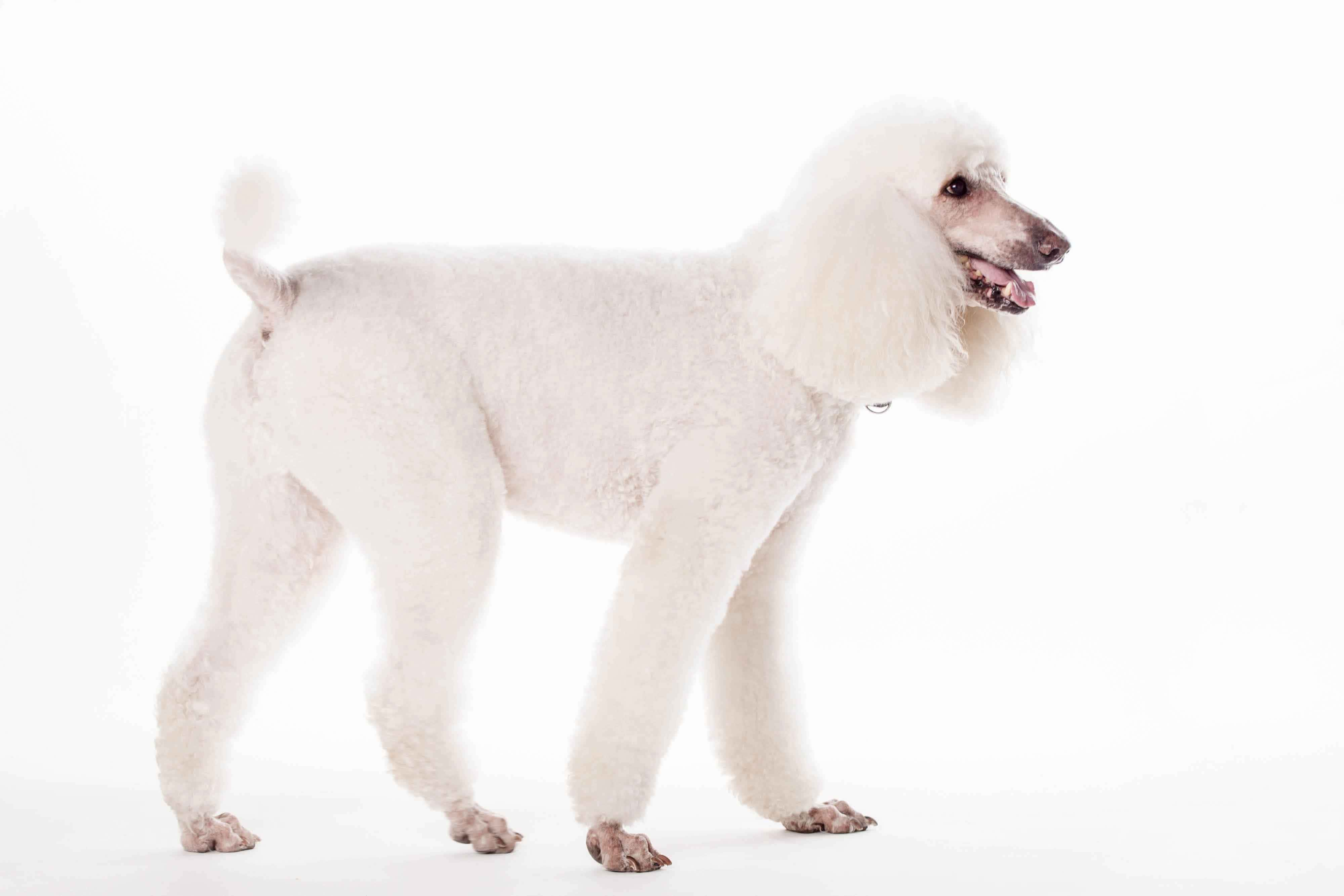 standard poodle lamb cut