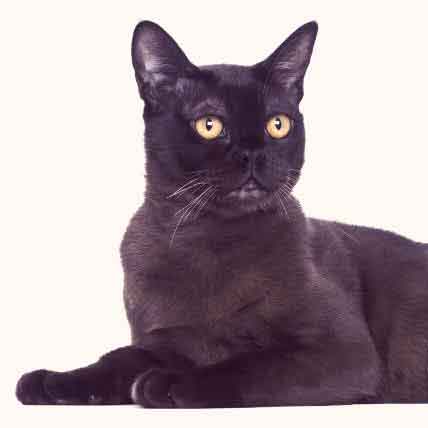 What Breed  Is An All  Black  Cat 