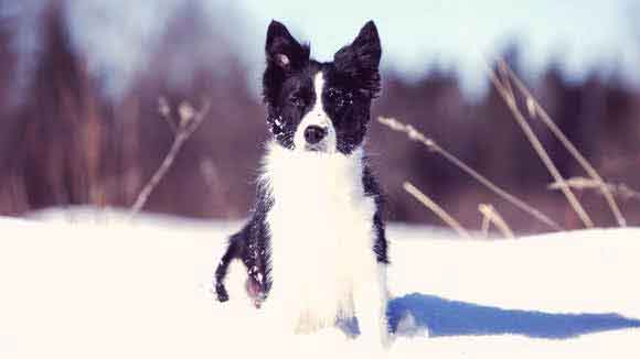 Border Collie Information: Health and Nutrition