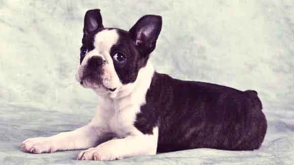 Boston terrier shop sensitive stomach