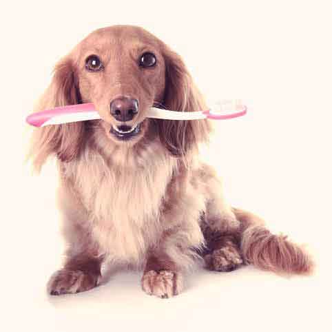 dog dental pick
