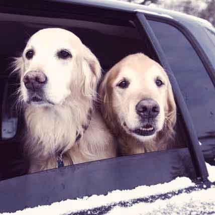 Image for Buckle Up Your Pets: It's the Law