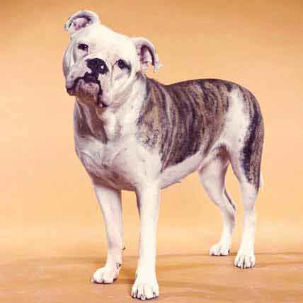 Bulldog Health