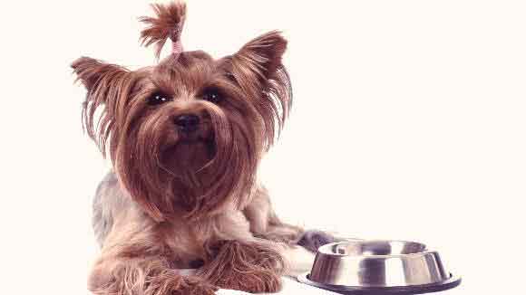 A Yorkshire Terrier Sitting Next To A Food Bowl