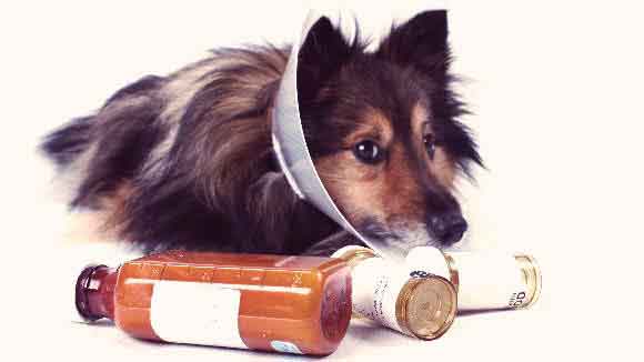 canine meds