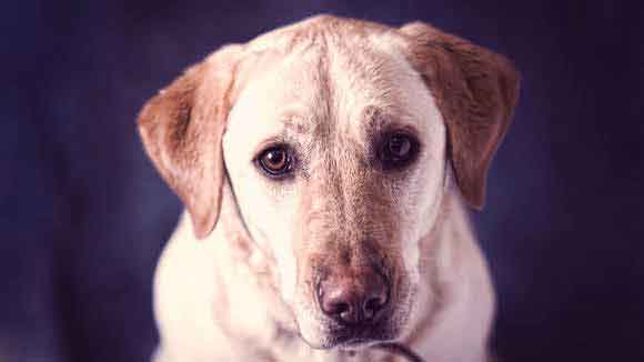 Cancer in Pets - Histiocytosis