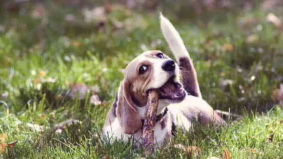 beagle dog shed