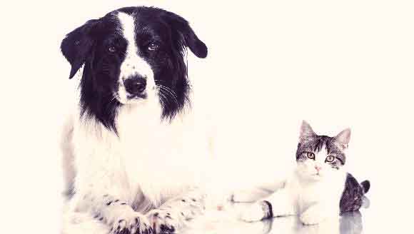 A Dog And Cat Sitting Next To One Another