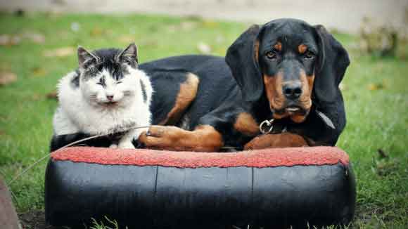 A Dog And Cat Sitting Together