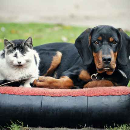 What To Do About Your Cat Or Dog’s Runny Eyes
