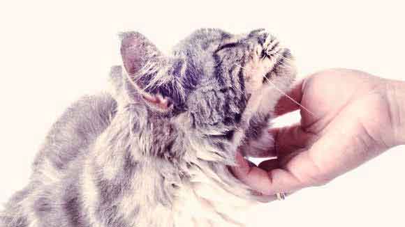 Why Cats Meow - Interpreting Cat Sounds - PetCareRx