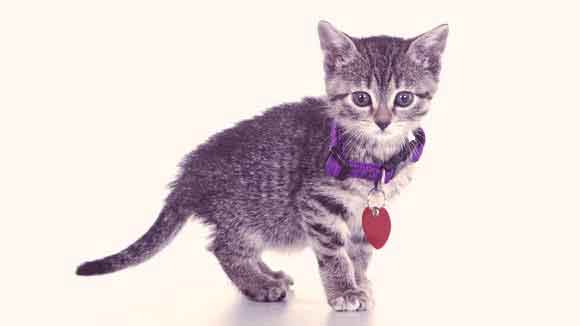 The Best Cat Breakaway Collars and Special Collars