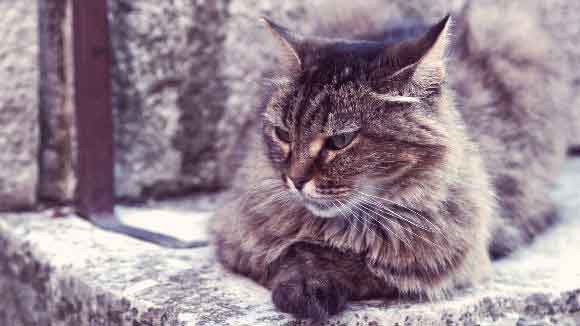 What is the average age of a domestic house cat