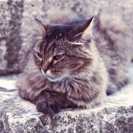 The Average Lifespan Of A Cat Breed By Breed Chart Petcarerx