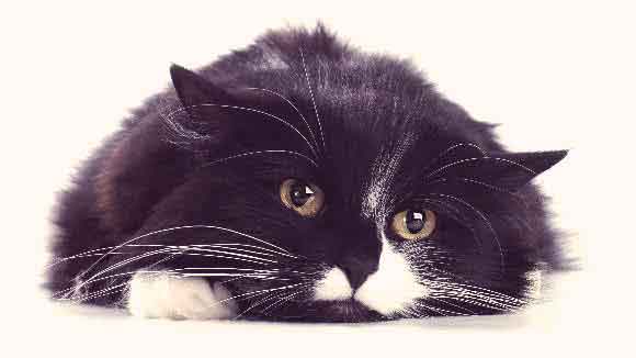Cat Depression Treatments - What Are Your Options?