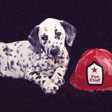 Cat and Dog Fire Safety