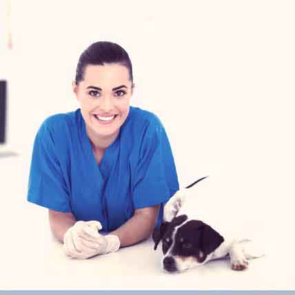 Image for Cat and Dog UTI Treatment