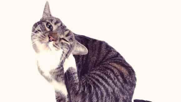 Topical treatment shop for cat dandruff