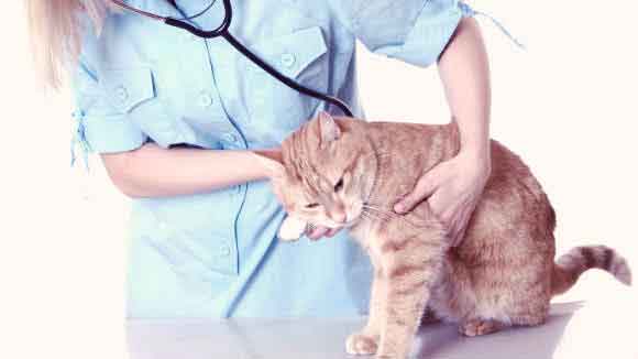 All About Cat Examinations - What to Expect at a Vet Visit