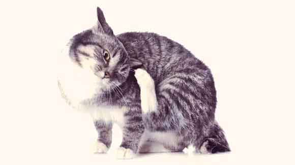 Is Cat Flea Control Necessary?
