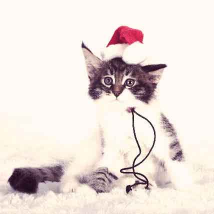 Image for Keeping Your Christmas Cat Happy This Season