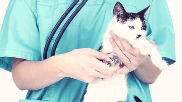 Causes And Treatments For A Cat Heart Murmur Petcarerx