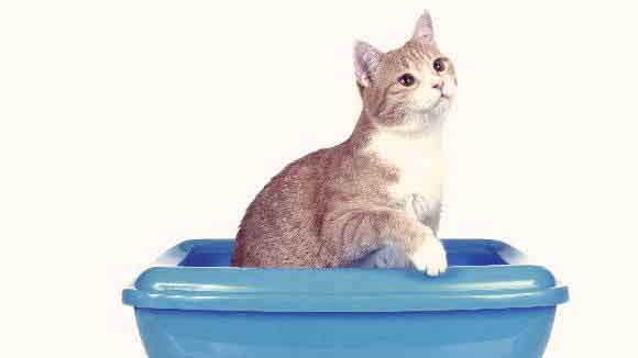 Beige and White Cat Sitting In A Litter Box