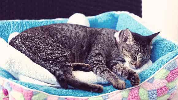 signs of illness in kittens