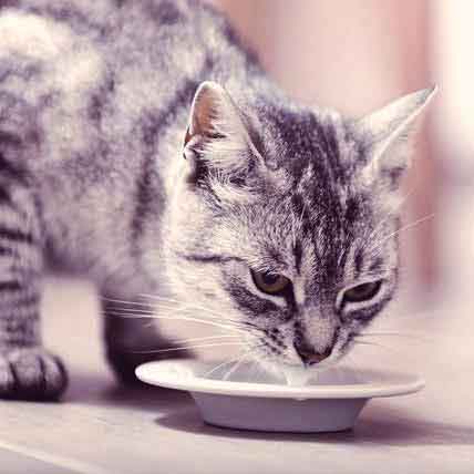 PureVita Freeze Dried Delights for Cats Minnows 0.5-oz (**)