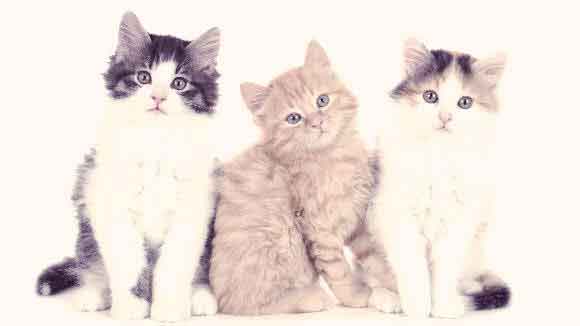 Cat Types for Every Type of Pet Parent
