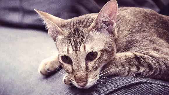 kitten vomiting green liquid