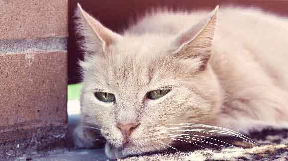 Cat Worms and Parasites to Look Out For