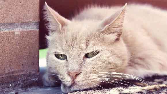 Cat Worms and Parasites to Look Out For PetCareRx