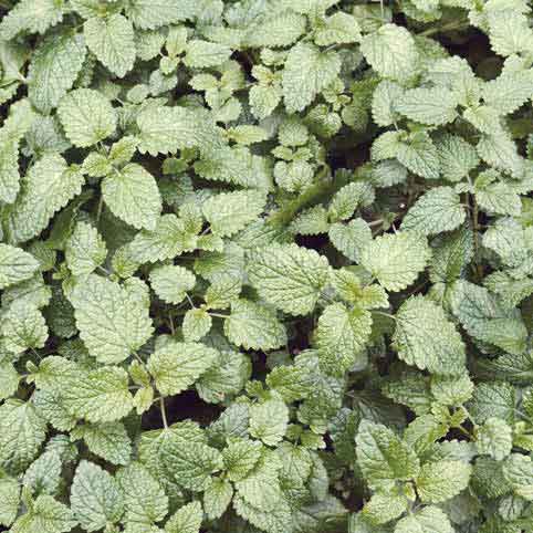 Is Catnip Safe 5 Things You Should