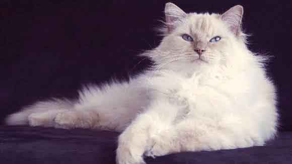 fluffy grey cat with blue eyes