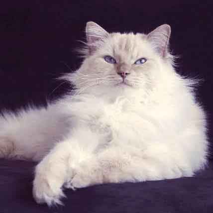 long haired white cat breeds