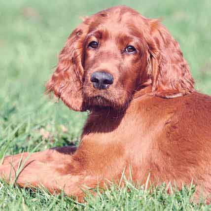 Cause of Flea Allergy Dermatitis