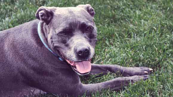 Causes of Addison's Disease in Dogs